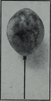 Picture 287 of 480 from Tissus et nouveauts 1907 (1907), leaf 440