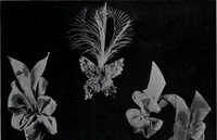 Picture 35 of 480 from Tissus et nouveauts 1907 (1907), leaf 56