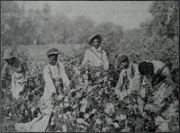 Picture 242 of 414 from Tissus et nouveauts 1908 (1908), leaf 447