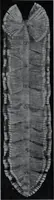 Picture 43 of 414 from Tissus et nouveauts 1908 (1908), leaf 85