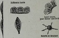 Picture 162 of 493 from Tissus et nouveauts 1909 (1909), leaf 195