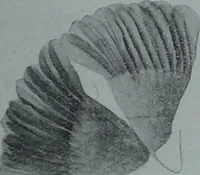 An illustration from Tissus et nouveauts 1909 (1909)