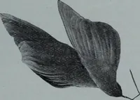 Picture 416 of 493 from Tissus et nouveauts 1909 (1909), leaf 546