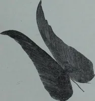 An illustration from Tissus et nouveauts 1909 (1909)