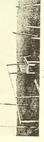 An illustration from Togo unter deutscher Flagge Reisebilder und Betrachtungen (1899)