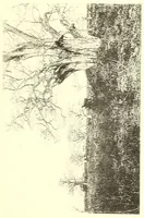 An illustration from Togo unter deutscher Flagge Reisebilder und Betrachtungen (1899)