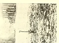 Picture 6 of 17 from Togo unter deutscher Flagge Reisebilder und Betrachtungen (1899), leaf 257