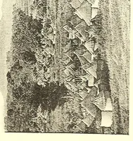 An illustration from Togo unter deutscher Flagge Reisebilder und Betrachtungen (1899)