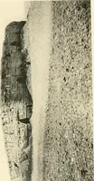 An illustration from Tombs of the third Egyptian dynasty at Reqâqnah and Bêt Khallâf (1904)
