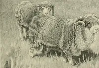 An illustration from Tops, a new American industry; a study in the development of the American worsted manufacture. The Arlington mills (1898)