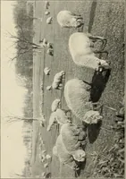 An illustration from Tops, a new American industry; a study in the development of the American worsted manufacture. The Arlington mills (1898)