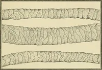 An illustration from Tops, a new American industry; a study in the development of the American worsted manufacture. The Arlington mills (1898)