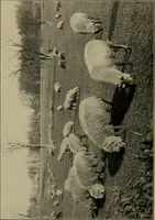 An illustration from Tops, a new American industry; a study in the development of the American worsted manufacture. The Arlington mills (1898)