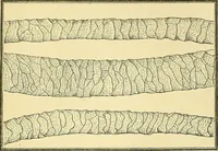 An illustration from Tops, a new American industry; a study in the development of the American worsted manufacture. The Arlington Mills .. (1898)