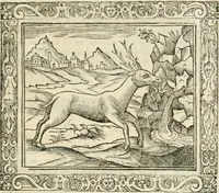 An illustration from Tou Hagiou Patros hemon Epiphaniou, episkopou Konstanteias Kyprou, Peri ton physiologon; tou autou Eis ta baia logos. Sancti patris nostri Epiphanii, Episcopi Constantiae Cypri, Ad physiologum; Eiusdem In die festo palmarum sermo (1587)