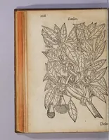 An illustration from Tractado delas drogas, y medicinas de las Indias Orientales (1578)