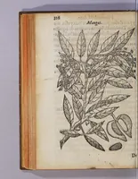 An illustration from Tractado delas drogas, y medicinas de las Indias Orientales (1578)