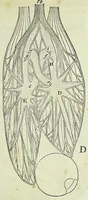 An illustration from Tractatus de homine et de formatione foetus / (1677)