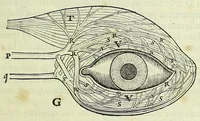 An illustration from Tractatus de homine et de formatione foetus / (1677)