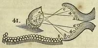 Picture 8 of 14 from Tractatus de homine et de formatione foetus / (1677), leaf 219