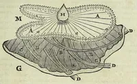 An illustration from Tractatus de homine et de formatione foetus / (1677)