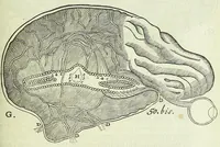 An illustration from Tractatus de homine et de formatione foetus / (1677)