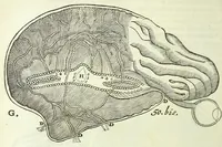 An illustration from Tractatus de homine et de formatione foetus / (1677)