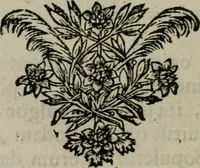 Picture 7 of 32 from Tractatus physiologicus de pulchritudine : juxta ea quae de sponsa in canticis canticorum mysticè pronunciantur (1662), leaf 25