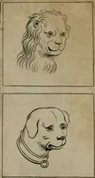 An illustration from Tractatus physiologicus de pulchritudine : juxta ea quae de sponsa in canticis canticorum mysticè pronunciantur (1662)