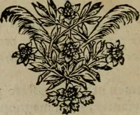 Picture 20 of 32 from Tractatus physiologicus de pulchritudine : juxta ea quae de sponsa in canticis canticorum mysticè pronunciantur (1662), leaf 45