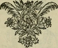 Picture 26 of 32 from Tractatus physiologicus de pulchritudine : juxta ea quae de sponsa in canticis canticorum mysticè pronunciantur (1662), leaf 58