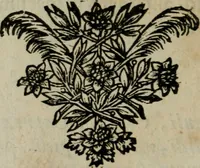 Picture 30 of 32 from Tractatus physiologicus de pulchritudine : juxta ea quae de sponsa in canticis canticorum mysticè pronunciantur (1662), leaf 65