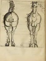 An illustration from A tracte containing the artes of curious paintinge, caruinge & buildinge (1598)