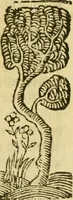 An illustration from Tragicomedia de Calisto y Melibea : en la qual se contiene de mas de su agradable y dulce estilo muchas sentencias filosofales : y avisos muy necessarios para mancebos : mostrandoles los engaños q estan encerrados en seruientes [sic] y alcahuetas : y nuevamente añadidos el tractado de Centurio (1502)