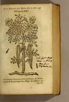 Picture 11 of 18 from Traicté de Christophle de la Coste medecin et chirurgien. des drogues & medicamens qui naissent aux Indes. : seruant beaucoup pour l'esclaircissement & intelligence de ce que Garcie du Iardin a escrit sur ce subject. (1619), leaf 109