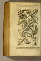 Picture 12 of 18 from Traicté de Christophle de la Coste medecin et chirurgien. des drogues & medicamens qui naissent aux Indes. : seruant beaucoup pour l'esclaircissement & intelligence de ce que Garcie du Iardin a escrit sur ce subject. (1619), leaf 118