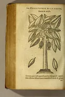 Picture 13 of 18 from Traicté de Christophle de la Coste medecin et chirurgien. des drogues & medicamens qui naissent aux Indes. : seruant beaucoup pour l'esclaircissement & intelligence de ce que Garcie du Iardin a escrit sur ce subject. (1619), leaf 126