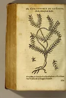 An illustration from Traicté de Christophle de la Coste medecin et chirurgien. des drogues & medicamens qui naissent aux Indes. : seruant beaucoup pour l'esclaircissement & intelligence de ce que Garcie du Iardin a escrit sur ce subject. (1619)