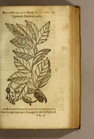 Picture 15 of 18 from Traicté de Christophle de la Coste medecin et chirurgien. des drogues & medicamens qui naissent aux Indes. : seruant beaucoup pour l'esclaircissement & intelligence de ce que Garcie du Iardin a escrit sur ce subject. (1619), leaf 169