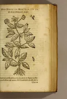 Picture 16 of 18 from Traicté de Christophle de la Coste medecin et chirurgien. des drogues & medicamens qui naissent aux Indes. : seruant beaucoup pour l'esclaircissement & intelligence de ce que Garcie du Iardin a escrit sur ce subject. (1619), leaf 173