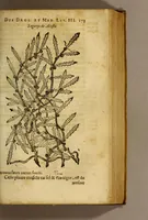 An illustration from Traicté de Christophle de la Coste medecin et chirurgien. des drogues & medicamens qui naissent aux Indes. : seruant beaucoup pour l'esclaircissement & intelligence de ce que Garcie du Iardin a escrit sur ce subject. (1619)