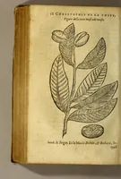 Picture 1 of 18 from Traicté de Christophle de la Coste medecin et chirurgien. des drogues & medicamens qui naissent aux Indes. : seruant beaucoup pour l'esclaircissement & intelligence de ce que Garcie du Iardin a escrit sur ce subject. (1619), leaf 40