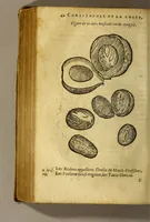 An illustration from Traicté de Christophle de la Coste medecin et chirurgien. des drogues & medicamens qui naissent aux Indes. : seruant beaucoup pour l'esclaircissement & intelligence de ce que Garcie du Iardin a escrit sur ce subject. (1619)