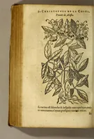 Picture 3 of 18 from Traicté de Christophle de la Coste medecin et chirurgien. des drogues & medicamens qui naissent aux Indes. : seruant beaucoup pour l'esclaircissement & intelligence de ce que Garcie du Iardin a escrit sur ce subject. (1619), leaf 54