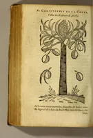 An illustration from Traicté de Christophle de la Coste medecin et chirurgien. des drogues & medicamens qui naissent aux Indes. : seruant beaucoup pour l'esclaircissement & intelligence de ce que Garcie du Iardin a escrit sur ce subject. (1619)
