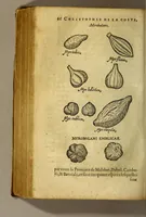 Picture 5 of 18 from Traicté de Christophle de la Coste medecin et chirurgien. des drogues & medicamens qui naissent aux Indes. : seruant beaucoup pour l'esclaircissement & intelligence de ce que Garcie du Iardin a escrit sur ce subject. (1619), leaf 68
