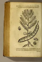 Picture 6 of 18 from Traicté de Christophle de la Coste medecin et chirurgien. des drogues & medicamens qui naissent aux Indes. : seruant beaucoup pour l'esclaircissement & intelligence de ce que Garcie du Iardin a escrit sur ce subject. (1619), leaf 70