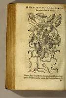 An illustration from Traicté de Christophle de la Coste medecin et chirurgien. des drogues & medicamens qui naissent aux Indes. : seruant beaucoup pour l'esclaircissement & intelligence de ce que Garcie du Iardin a escrit sur ce subject. (1619)