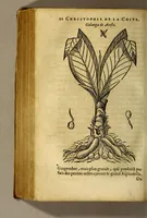 An illustration from Traicté de Christophle de la Coste medecin et chirurgien. des drogues & medicamens qui naissent aux Indes. : seruant beaucoup pour l'esclaircissement & intelligence de ce que Garcie du Iardin a escrit sur ce subject. (1619)