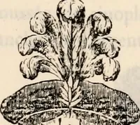 An illustration from Traité complet de la science du blason : à l'usage des bibliophiles, archéologues, amateurs d'objets d'art et de curiosité, numismates, archivistes, artistes, etc. (1880)